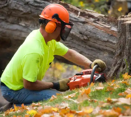 tree services Lake Placid